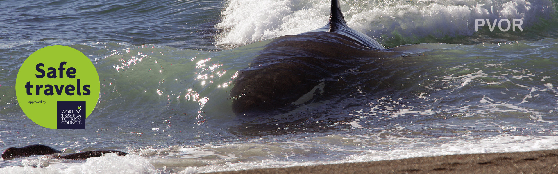 Avistaje de Orcas en Península Valdes