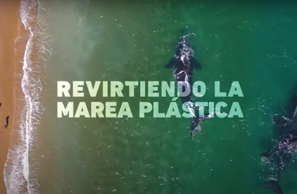 Revirtiendo La Marea Plástica – Documental | Instituto de Conservación de Ballenas