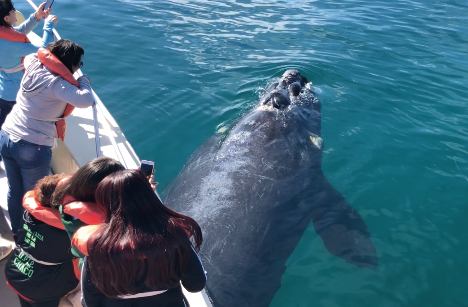 Preguntas frecuentes sobre avistaje de Ballenas en Puerto Madryn Temporada 2025